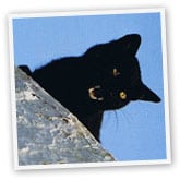 cat css browser bugs section