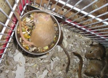 amor comida lolo tankian jerbo