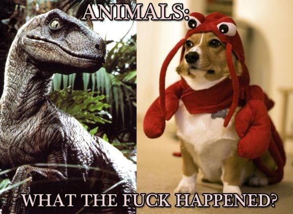 Animals: What the fuck happened?