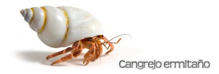 cangrejo ermitaño