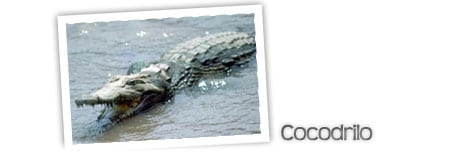 cocodrilo