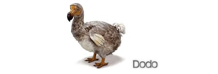 dodo