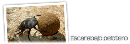escarabajo pelotero