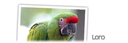 loro parrot