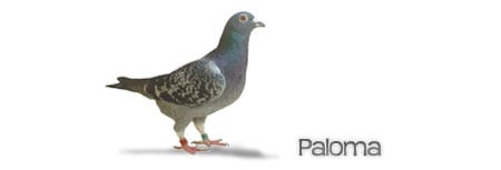 paloma