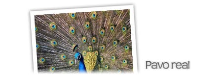 pavo real