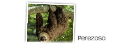 perezoso