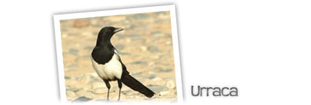 urraca