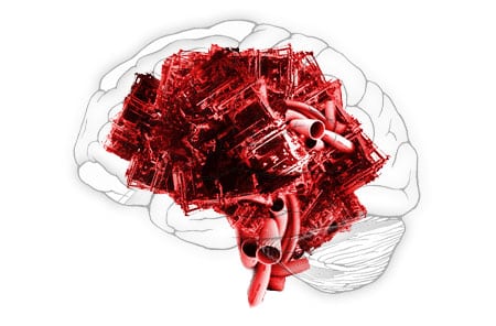 cerebro neuronas brain
