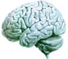 cerebro brain