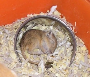 coco jerbo