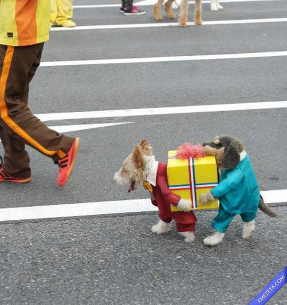 Disfraces de Halloween: Perrito regalo