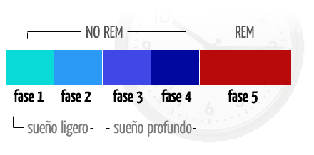 fases sueño