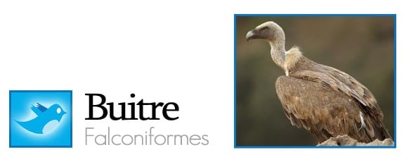 twitter fauna animales pajaros aves redes sociales buitre