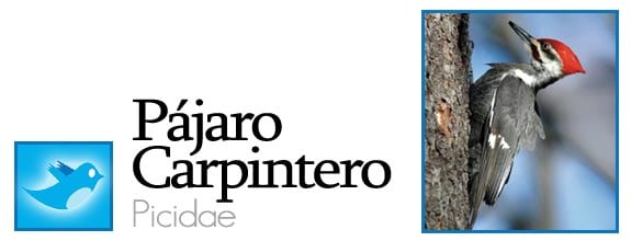 twitter fauna animales pajaros aves redes sociales pájaro carpintero