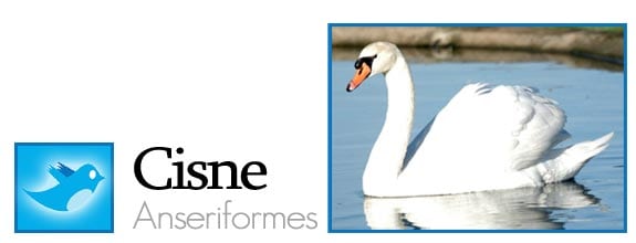 twitter fauna animales pajaros aves redes sociales cisne