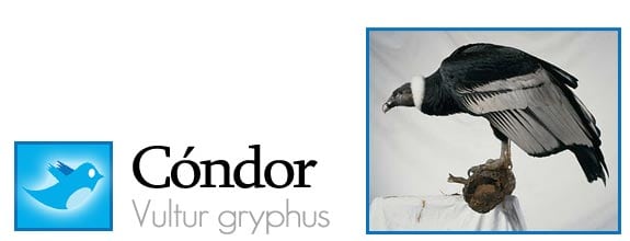 twitter fauna animales pajaros aves redes sociales condor