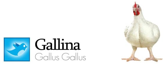 twitter fauna animales pajaros aves redes sociales gallina