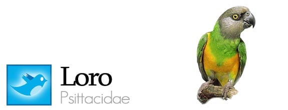 twitter fauna animales pajaros aves redes sociales loro