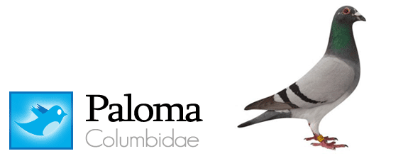 twitter fauna animales pajaros aves redes sociales paloma