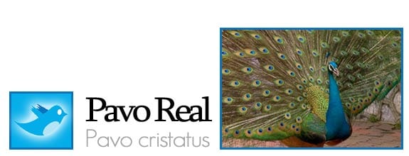 twitter fauna animales pajaros aves redes sociales pavo real