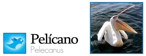 twitter fauna animales pajaros aves redes sociales pelicano