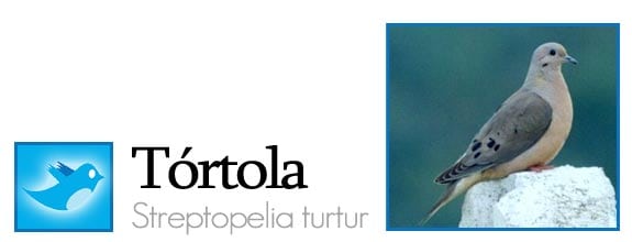 twitter fauna animales pajaros aves redes sociales tortola
