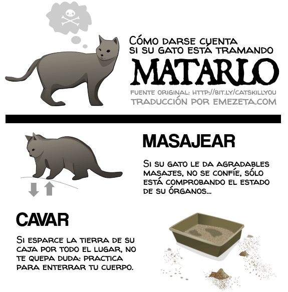 Cómo darse cuenta si su gato está tramando matarlo
