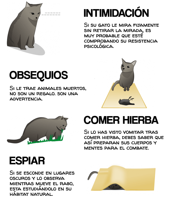 Cómo darse cuenta si su gato está tramando matarlo