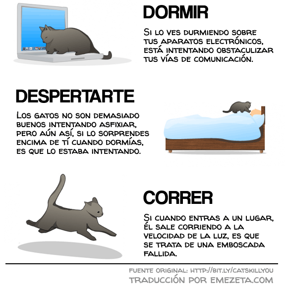 Cómo darse cuenta si su gato está tramando matarlo