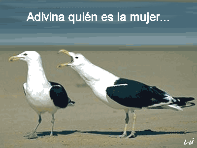 Gaviotas