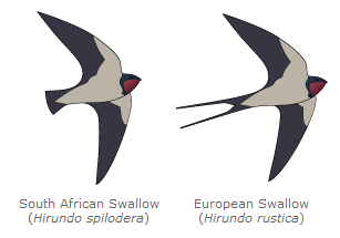 golondrina europea africana