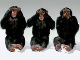 monos monkeys