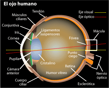 ojo punto ciego