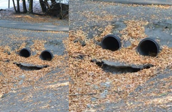 Pareidolia (rostros o figuras en imágenes): Hojas felices