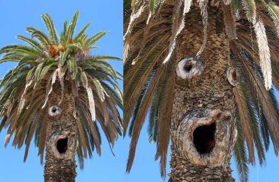 Pareidolia (rostros o figuras en imágenes): Palmera sorprendida