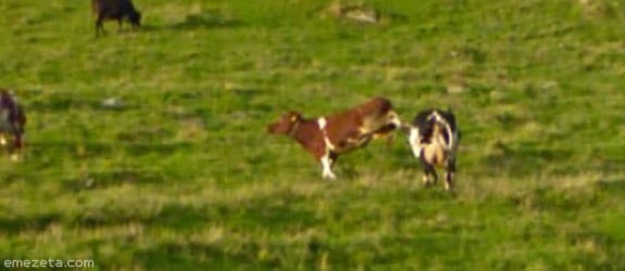 CUIDADO: Vacas ninja
